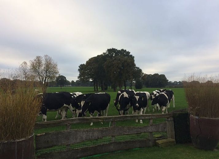 Terras met zitje bij Vakantiehuisje in Vasse, Twente, Overijssel, omgeven door natuur.
