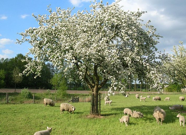 Unterkunft 521205 - Ferienhaus Twente - vakantieboerderijtje-achterhoek-twente.nl