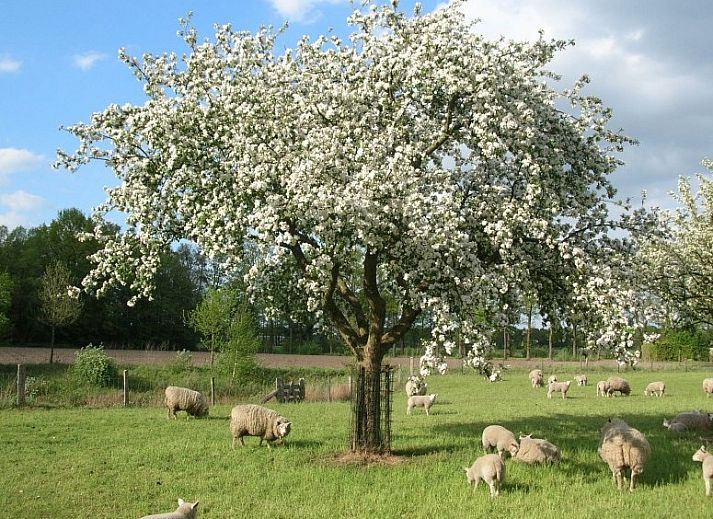 Unterkunft 521205 - Ferienhaus Twente - vakantieboerderijtje-achterhoek-twente.nl