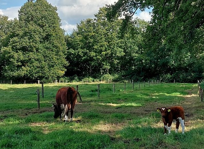 View from bedroom of Holiday Home in De Pollen, Geesteren, to cozy living room.