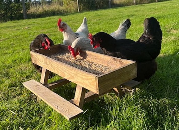 Gemuetliche Essecke im Ferienhaus in Overdinkel, perfekt fuer eine gemuetliche Mahlzeit in Twente, Overijssel.