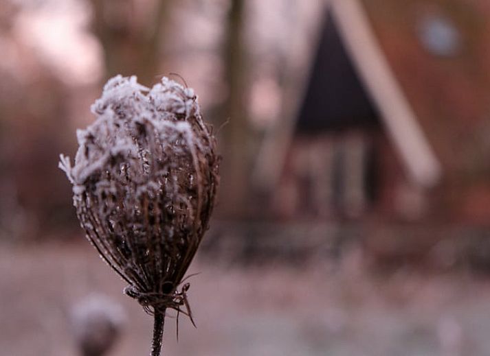 Unterkunft 521728 - Ferienhaus Twente - Vakantiehuis in Reutum