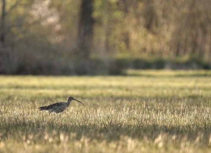 Gezellige woonkamer in Huisje in Rijssen, vakantiehuis in Twente, Overijssel met kleurrijke inrichting en uitzicht op de groene natuur.