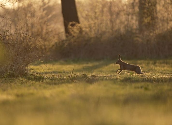 Moderne keuken in Huisje in Rijssen, vakantiehuis in Twente, Overijssel, met blauwe kasten en houten vloer voor een stijlvol verblijf.
