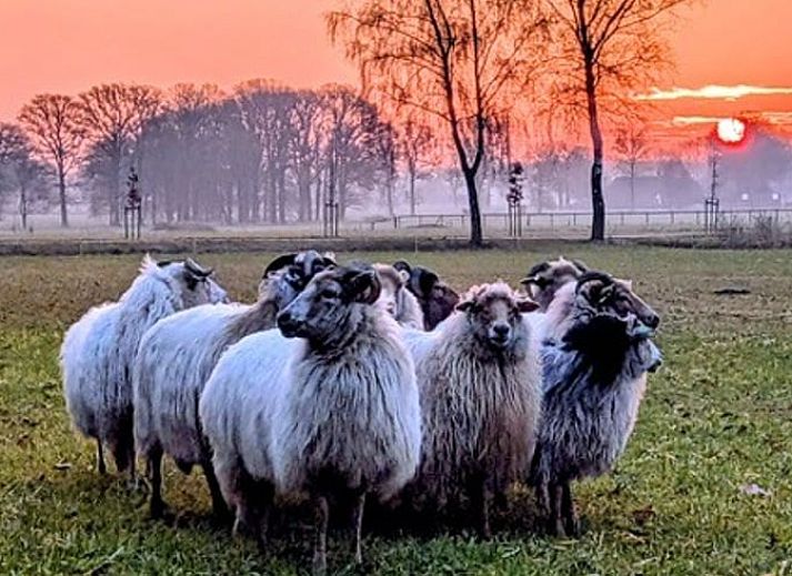 Moderne keuken in Huisje in Rijssen, vakantiehuis in Twente, Overijssel, met blauwe kasten en houten vloer voor een stijlvol verblijf.