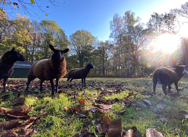 Gezellige binnenruimte met boekenkast in Vakantiehuis in Ambt Delden, Twente, Overijssel.