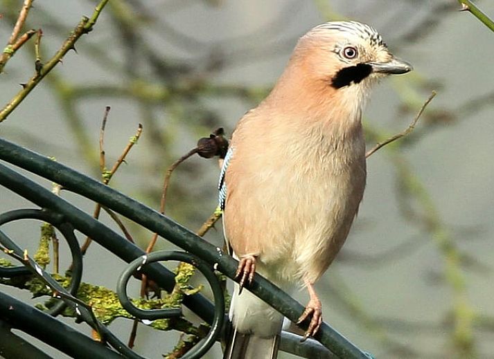 Unterkunft 521926 - Ferienhaus Twente - Huisje in Ambt Delden