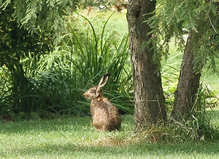 Unterkunft 521926 - Ferienhaus Twente - Huisje in Ambt Delden