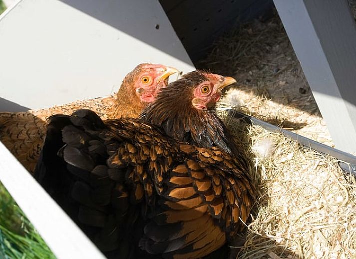 Gezellig terras bij Huisje in Rossum, omgeven door herfstbladeren in Twente, Overijssel.