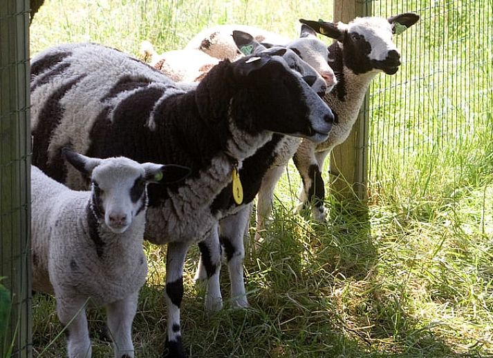 Gezellig terras bij Huisje in Rossum, omgeven door herfstbladeren in Twente, Overijssel.
