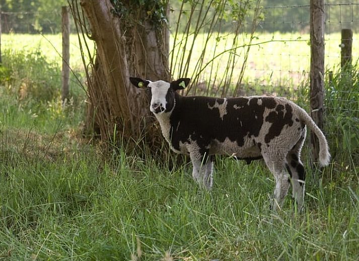 Cozy living room in Cottage in Rossum, vacation home in Twente, Overijssel.