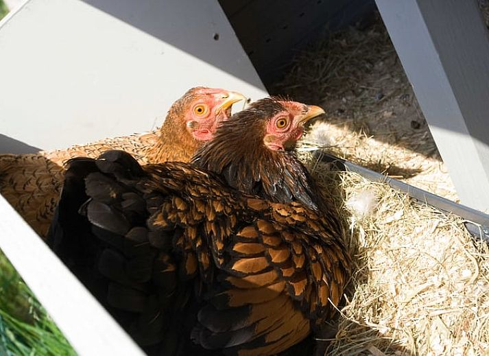 Cozy living room in Cottage in Rossum, vacation home in Twente, Overijssel.