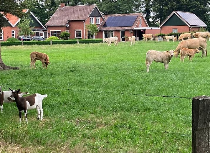 Cottage in Rossum, vacation home in Twente, enjoy the serene nature with grazing cows in the area of Overijssel.