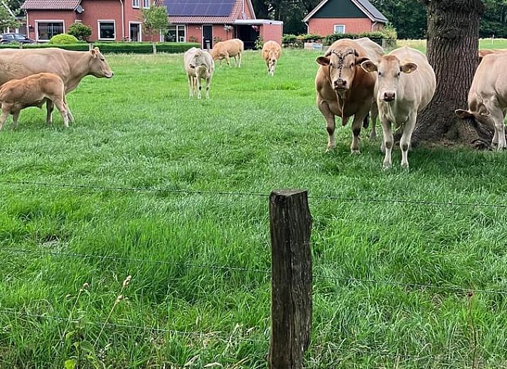 Cottage in Rossum, vacation home in Twente, enjoy the serene nature with grazing cows in the area of Overijssel.