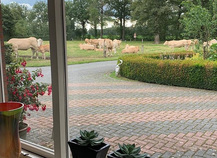 Cottage in Rossum, vacation home in Twente, view of green fields with cows, perfect for nature lovers in Overijssel.