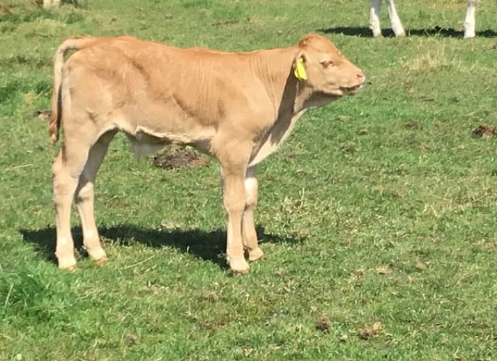 Cottage in Rossum, vacation home in Twente, colorful flowers adorn the entrance in picturesque Overijssel.