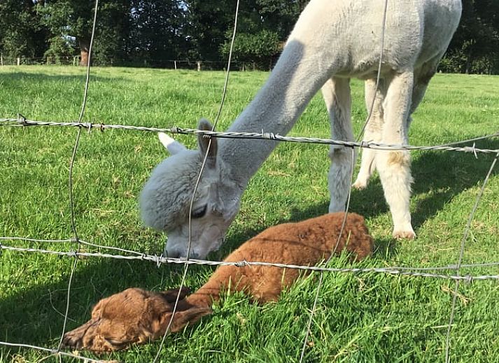 Cottage in Rossum, vacation home in Twente, colorful flowers adorn the entrance in picturesque Overijssel.