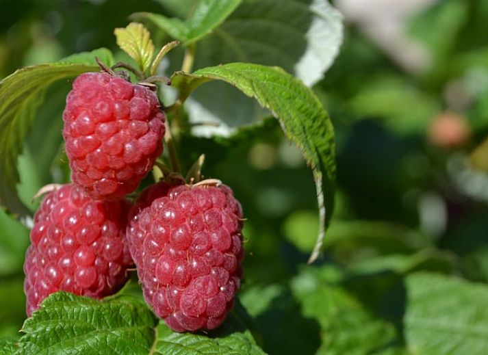Spacious living room with pool table in cottage Hengelo, Twente, perfect for relaxation in Overijssel.