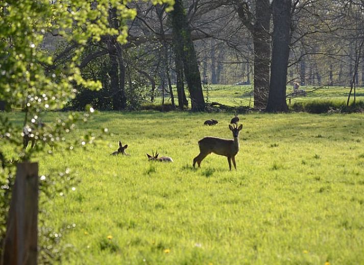 Spacious living room with pool table in cottage Hengelo, Twente, perfect for relaxation in Overijssel.