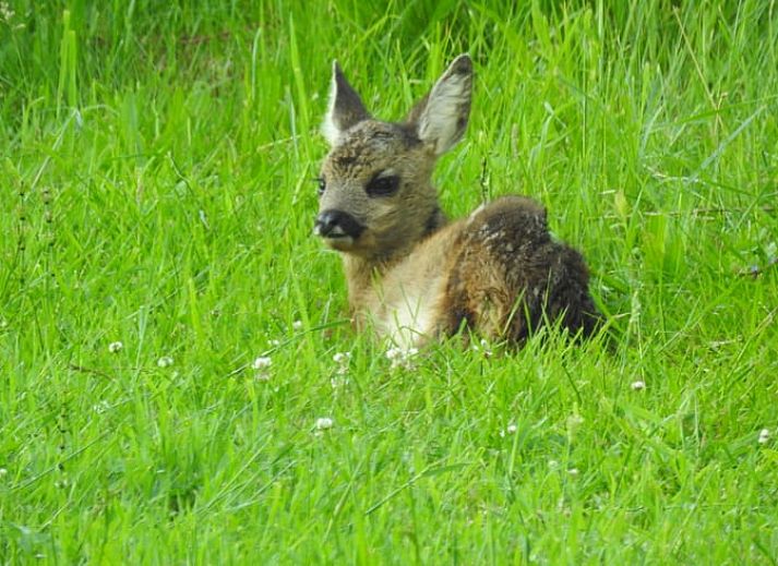 Spacious living room with pool table in cottage Hengelo, Twente, perfect for relaxation in Overijssel.
