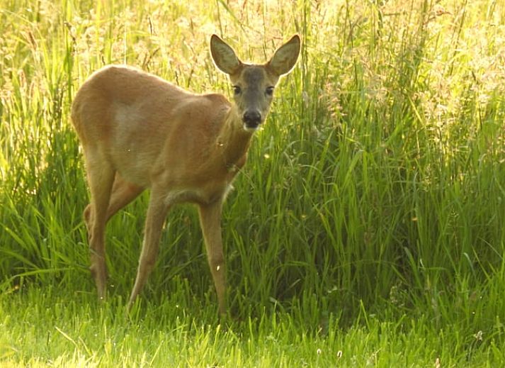 Comfortable sitting area in cottage Hengelo, Twente, with fireplace and wooden beams in Overijssel.