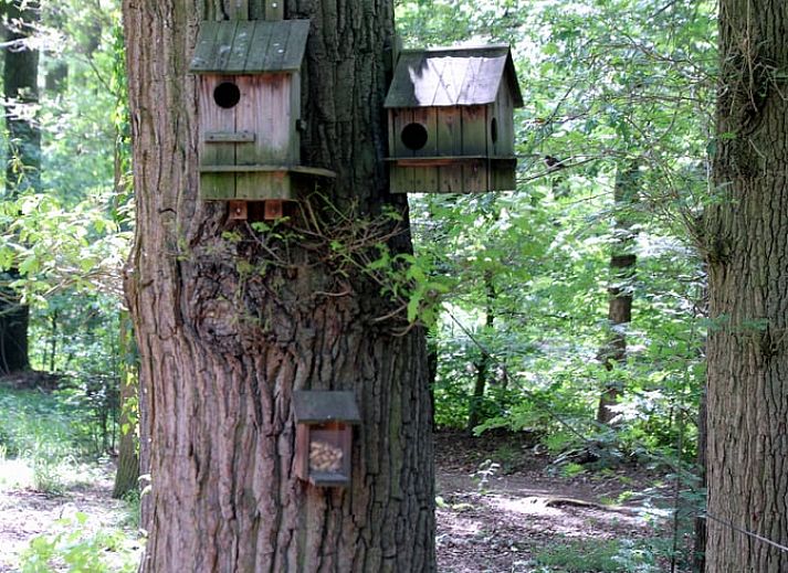 Vacation cottage in Haaksbergen, a charming vacation home in Twente, Overijssel, surrounded by green nature and colorful flowers.
