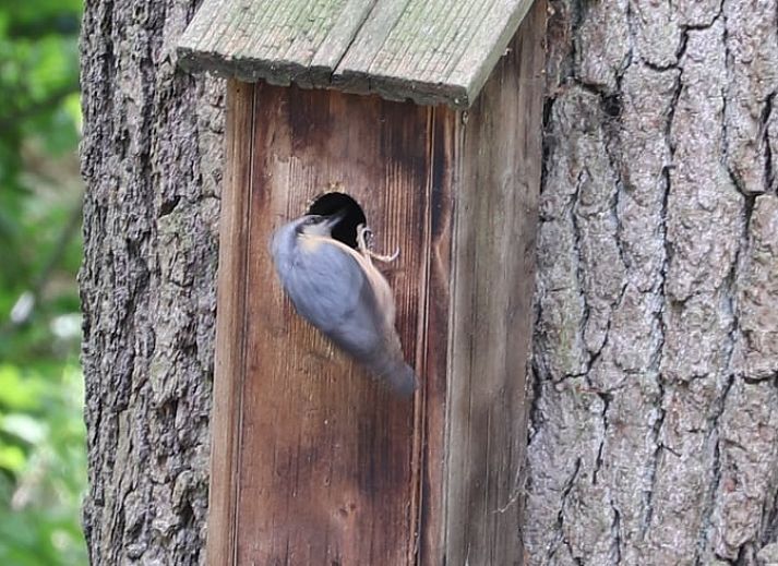 Vacation cottage in Haaksbergen, a charming vacation home in Twente, Overijssel, surrounded by green nature and colorful flowers.