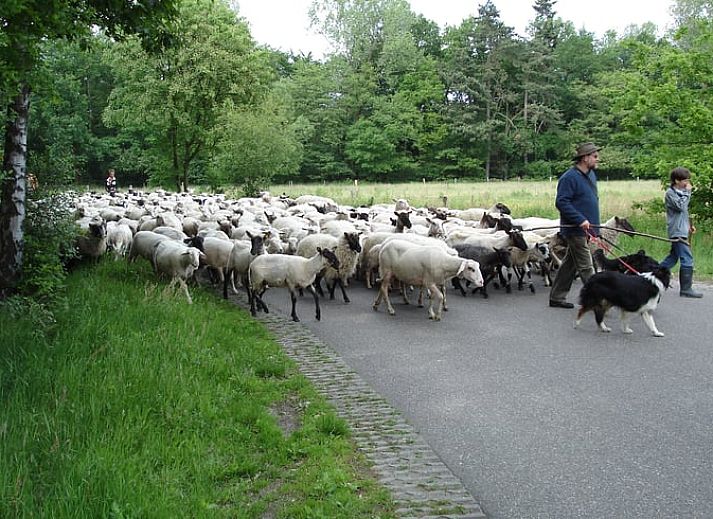 Vacation cottage in Haaksbergen, Twente with veranda surrounded by nature and flowers, ideal for a relaxing stay in Overijssel.