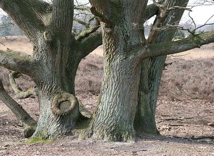 Vacation cottage in Haaksbergen, Twente with veranda surrounded by nature and flowers, ideal for a relaxing stay in Overijssel.