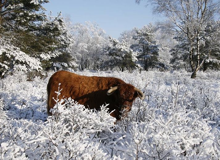 Cozy living room of Holiday Home in Haaksbergen, Twente with comfortable seating area and views of the nature of Overijssel.