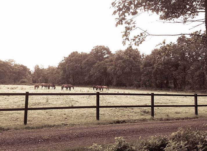 Modernes Badezimmer in Cottage in Haaksbergen, Ferienhaus in Twente, Overijssel mit Waschbecken und natuerlichem Licht durch grosse Fenster.