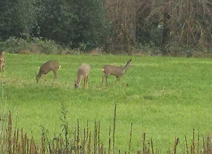 Cozy living room of Huisje in Haaksbergen, vacation home in Twente, Overijssel, with authentic fireplace and comfortable seating area.