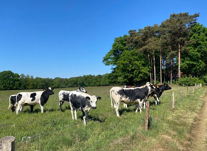 Rustiek Vakantiehuisje in Haaksbergen omringd door bomen in het groene Twente, Overijssel.