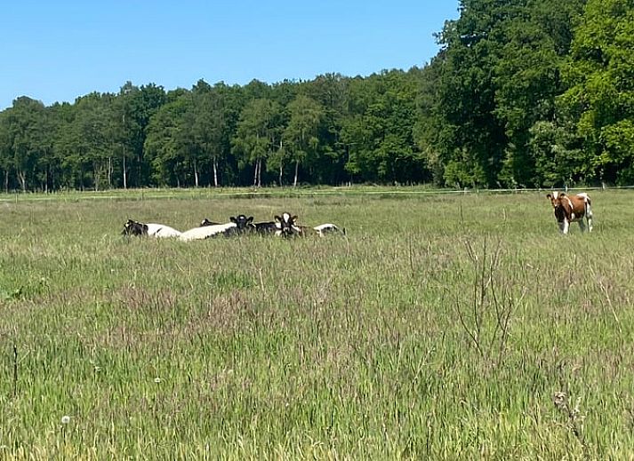 Gezellig terras bij Vakantiehuisje in Haaksbergen met zitje en bloemen in Twente, Overijssel.