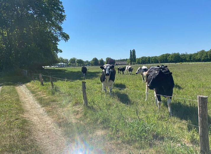 Gezellig terras bij Vakantiehuisje in Haaksbergen met zitje en bloemen in Twente, Overijssel.
