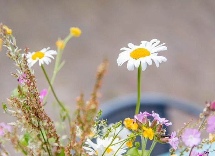 Guest house 522510 - Holiday property Twente - Huisje in Diepenheim