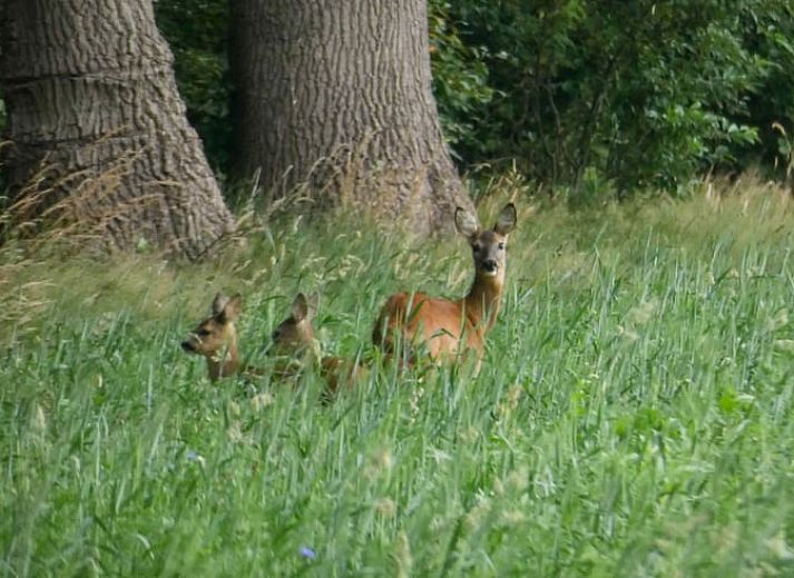 Huisje in Diepenheim, een charmant vakantiehuis in Twente, Overijssel, omgeven door weelderige natuur en rustgevende tuin.
