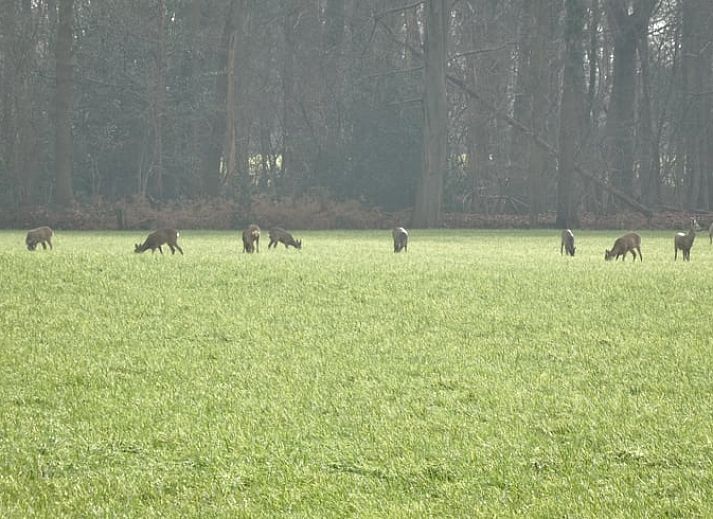 Huisje in Diepenheim, een charmant vakantiehuis in Twente, Overijssel, omgeven door weelderige natuur en rustgevende tuin.