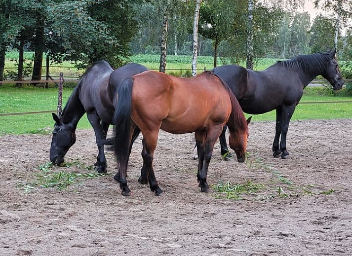 Unterkunft 522520 - Ferienhaus Twente - Huisje in Diepenheim