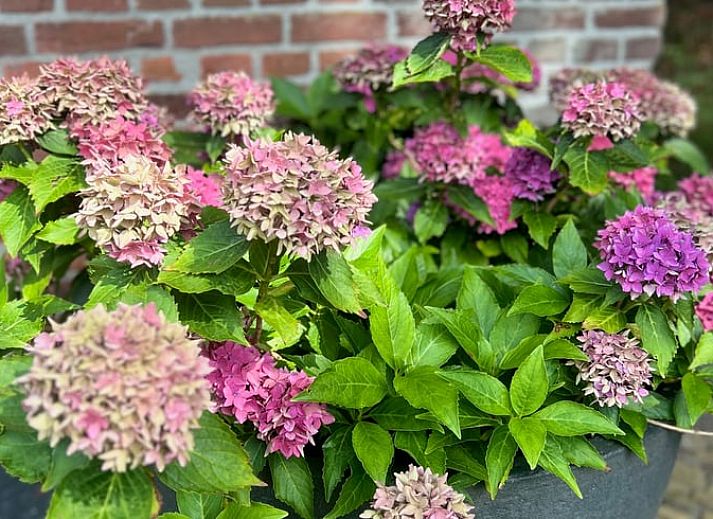 Unterkunft 522621 - Ferienhaus Twente - Vakantiehuisje in Enschede