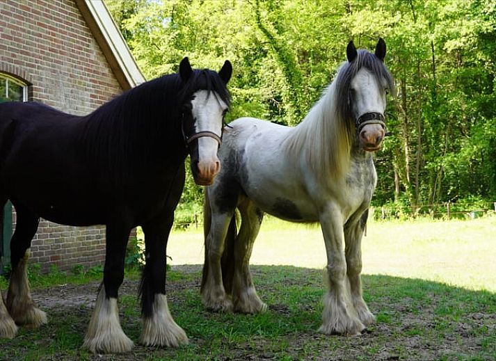 Unterkunft 522621 - Ferienhaus Twente - Vakantiehuisje in Enschede