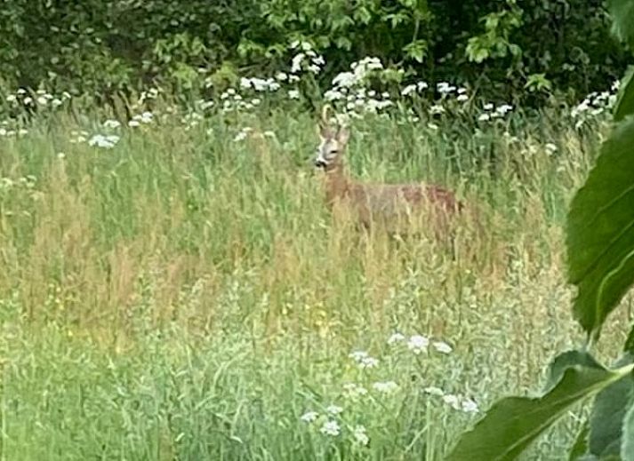 Gemuetliche Veranda des Ferienhauses in Enschede, Twente, mit Sitzgelegenheiten und Blumen in Overijssel.