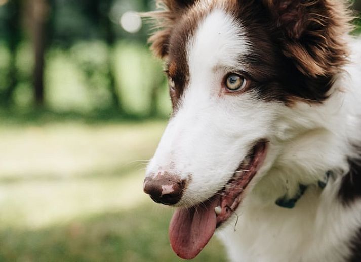 Geniet van het terras van Huisje in Markelo, een vakantiehuis in Twente, Overijssel, omgeven door natuur en rust.