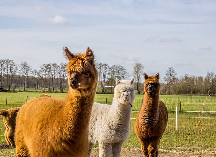 Vakantiehuisje in Markelo, een charmante vakantiewoning in Twente, Overijssel, omgeven door groene natuur en een uitnodigend terras.