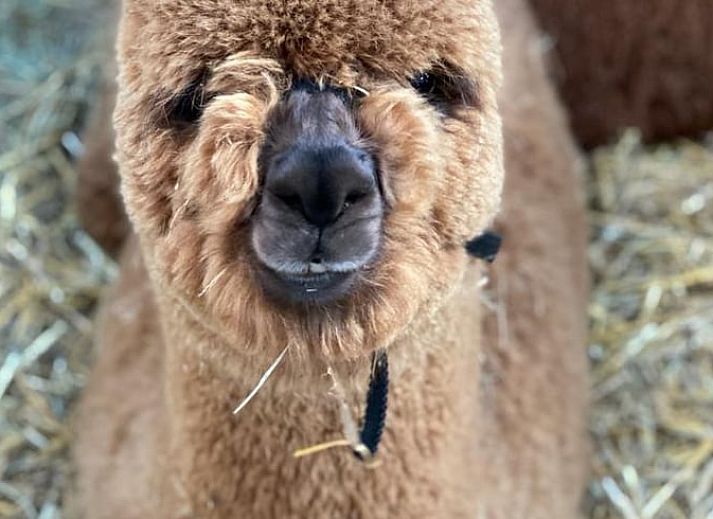Geniet van een ontspannen ontbijt op het terras van Vakantiehuisje in Markelo, gelegen in het groene Twente, Overijssel.