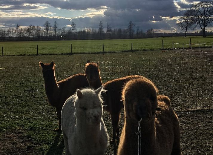 Speeltoestel met glijbaan in de tuin van Vakantiehuisje in Markelo, Twente, Overijssel, omringd door natuur en dieren voor een gezinsvakantie.