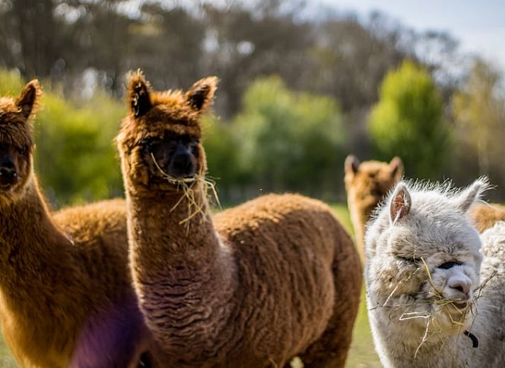 Speeltoestel met glijbaan in de tuin van Vakantiehuisje in Markelo, Twente, Overijssel, omringd door natuur en dieren voor een gezinsvakantie.