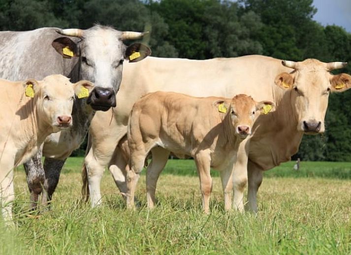 Unterkunft 522920 - Ferienhaus Twente - Vakantiehuisje in Markelo