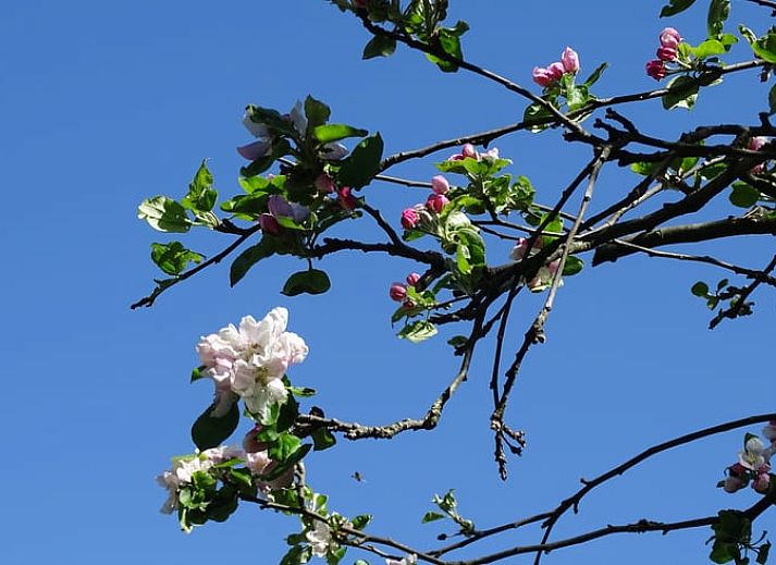 Vacation home in Markelo, Twente offers idyllic views of the surrounding nature and serene pond, perfect for a relaxing stay.