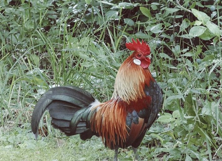 Cozy indoor area of Holiday Home in Markelo, Twente with modern kitchen and dining area, ideal for a relaxing stay in Overijssel.